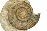 Jurassic Ammonite (Parkinsonia) Fossil - Calvados, France #334775-1